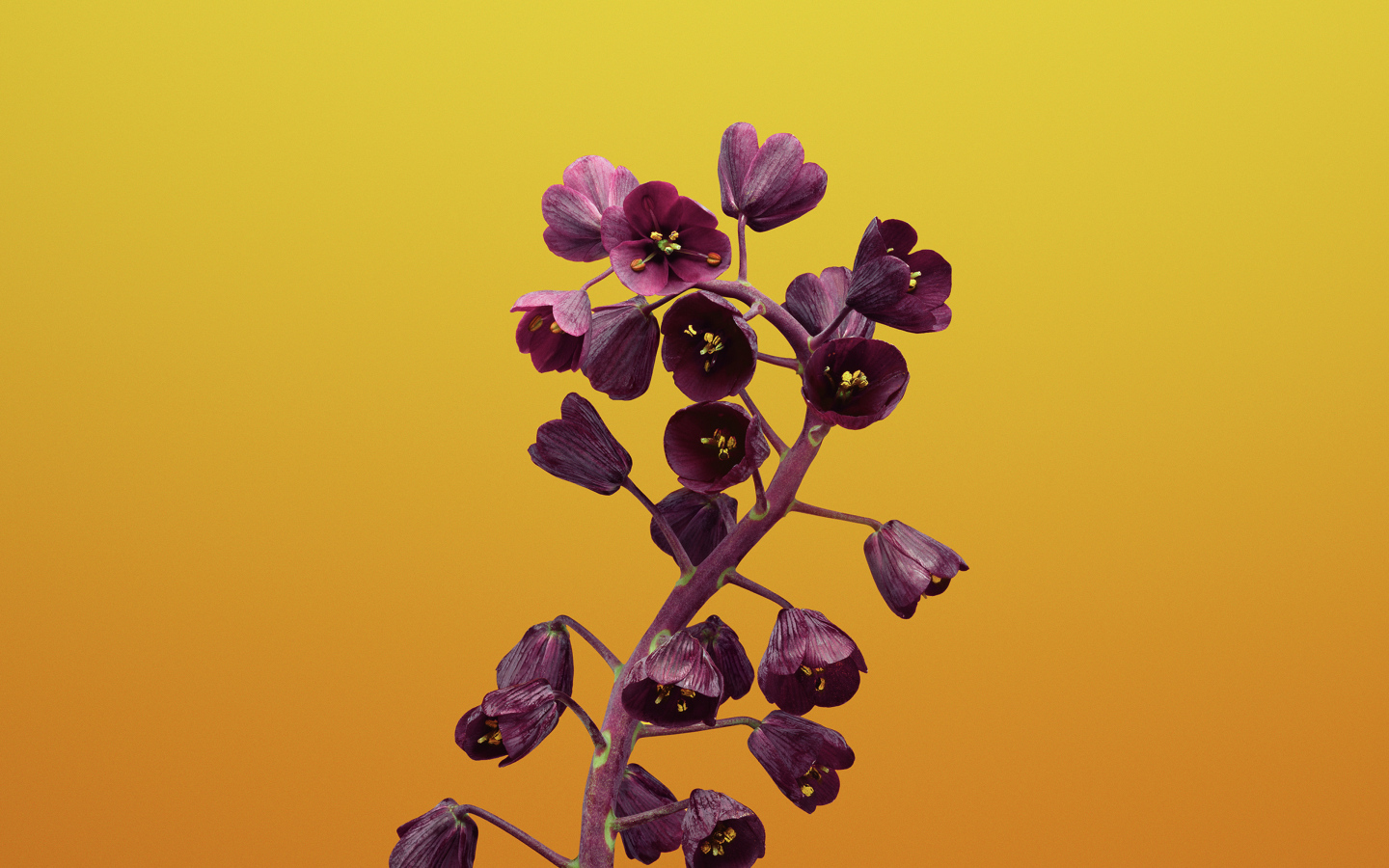 Цветы рябчика на желтом фоне