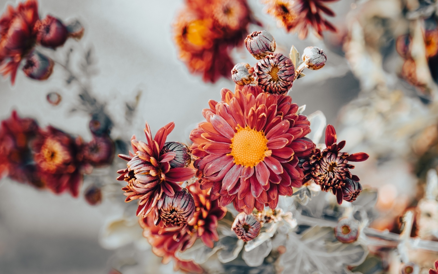 Заморозки на оранжевых лепестках садовой хризантемы