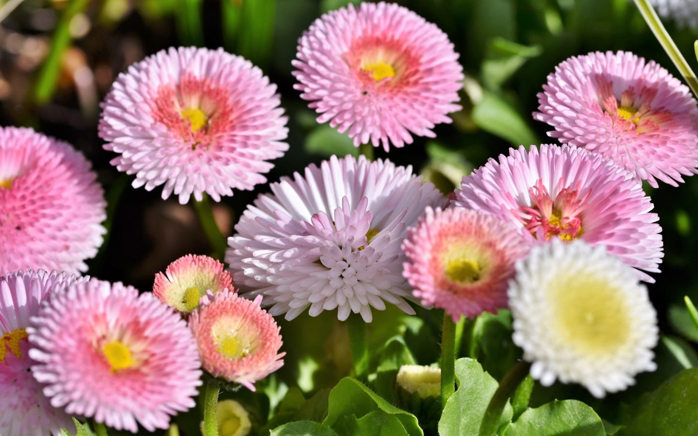 Много розовых маргариток крупным планом