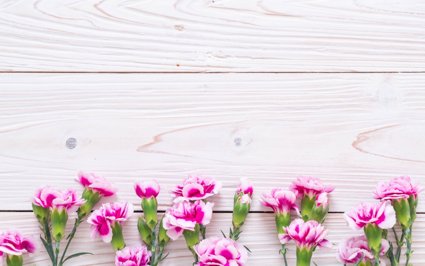 Много розовых цветов гвоздики на деревянном фоне