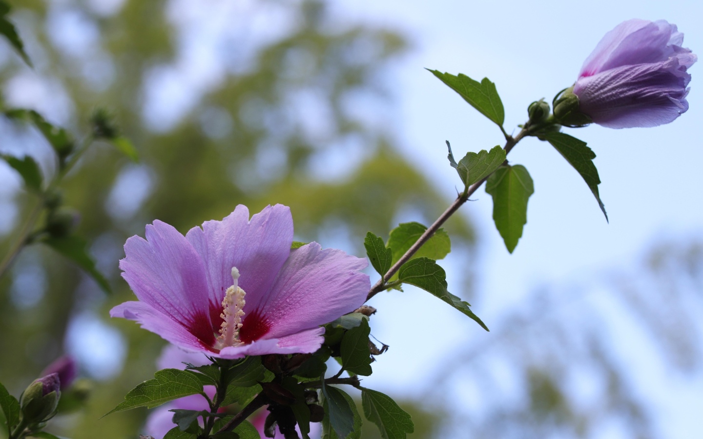 Розовые цветы гибискуса  на клумбе