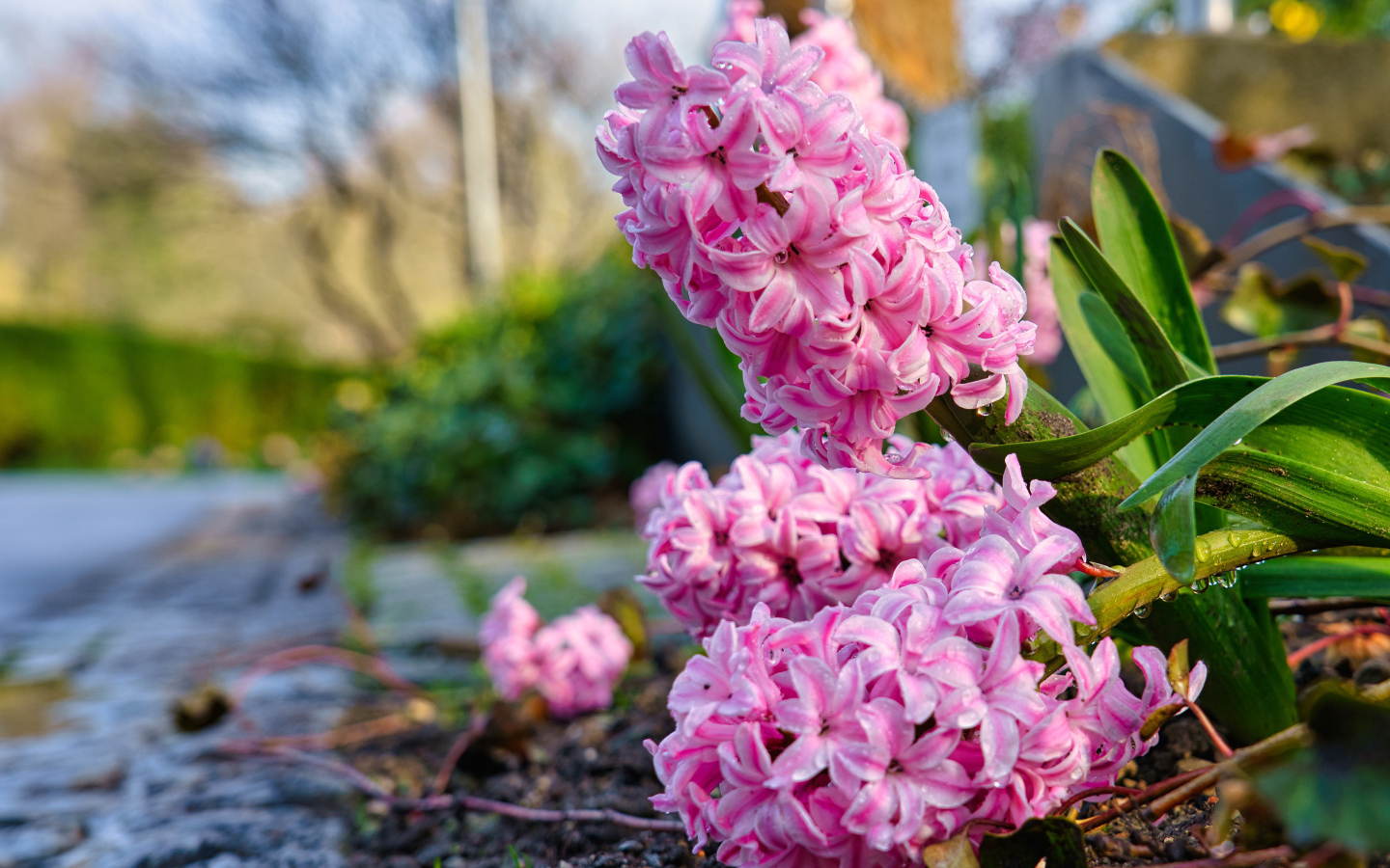 Розовые цветы гиацинта после дождя