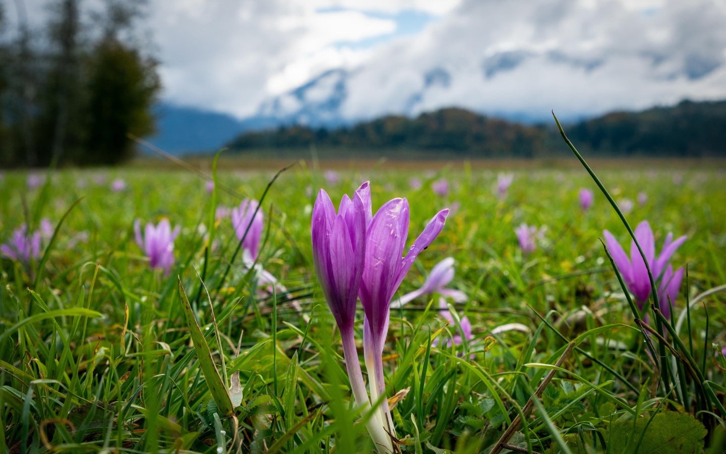 Фиолетовые нежные крокусы на поляне на фоне гор 