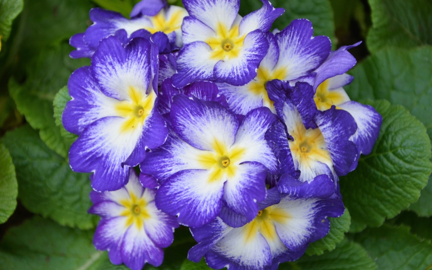 Фиолетовый комнатный цветок примула крупным планом