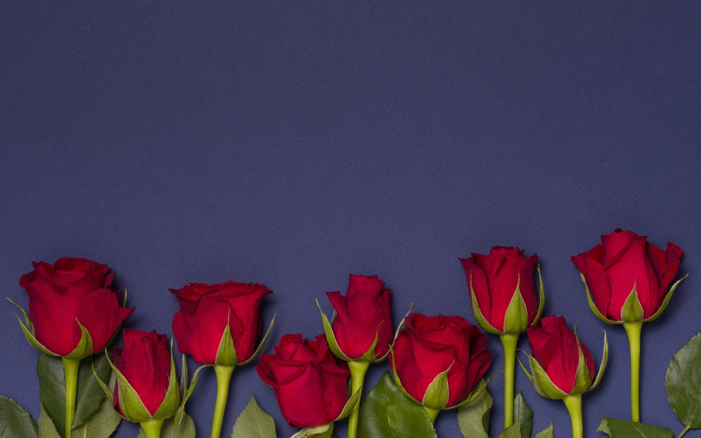 Красные английские розы на синем фоне