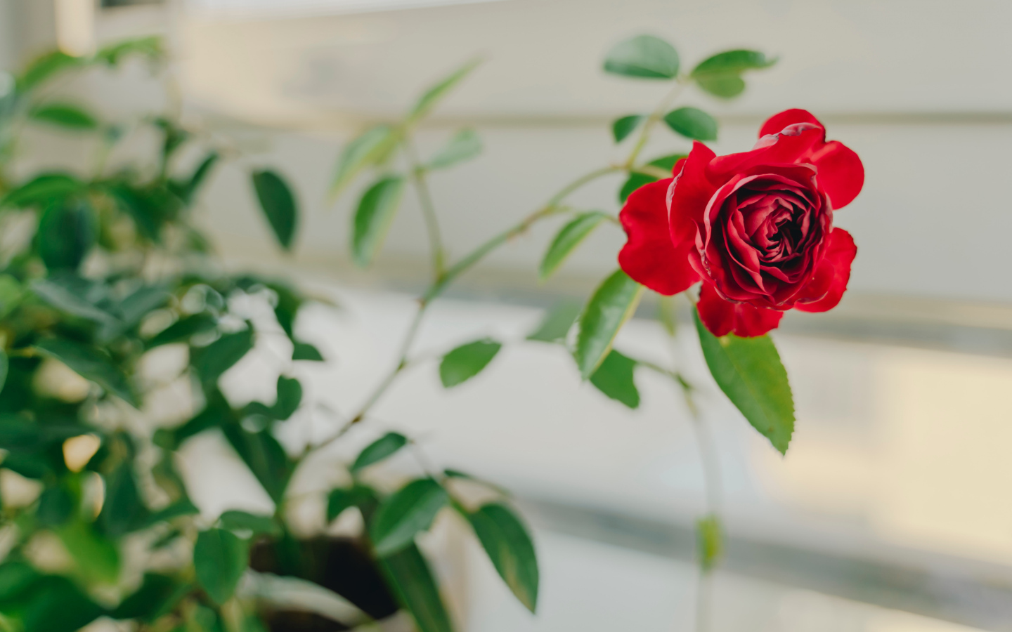 Красный цветок комнатной розы