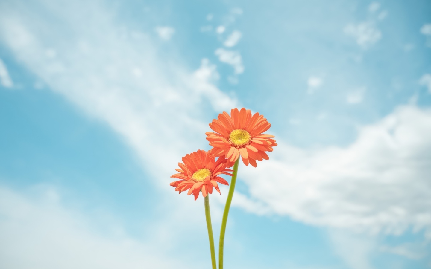 Два цветка герберы на фоне неба