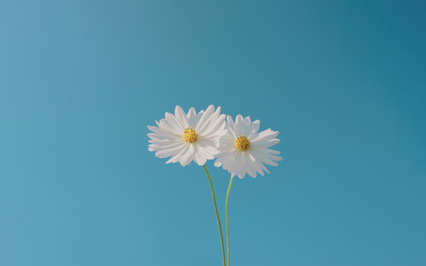 Два белых цветка космеи на голубом фоне