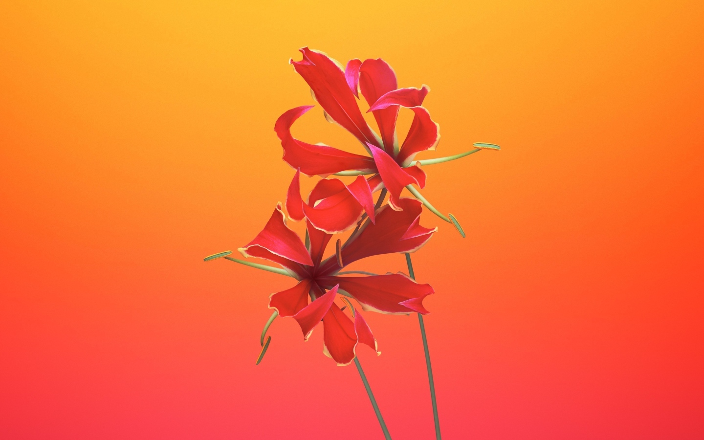 Необычные красные цветы лилии 