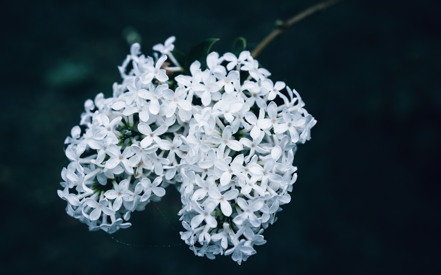 Белые цветы сирени крупным планом