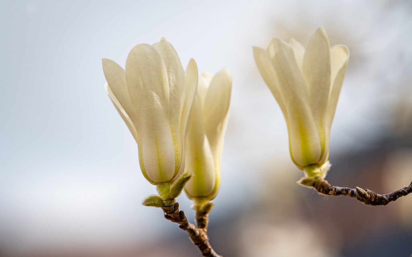 Белые цветы магнолии на ветках крупным планом