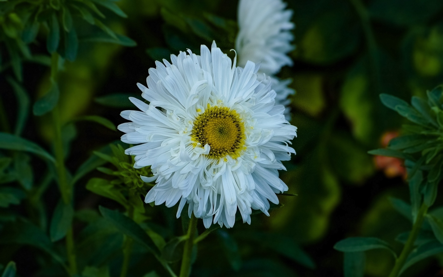 Белый летний цветок астра на клумбе