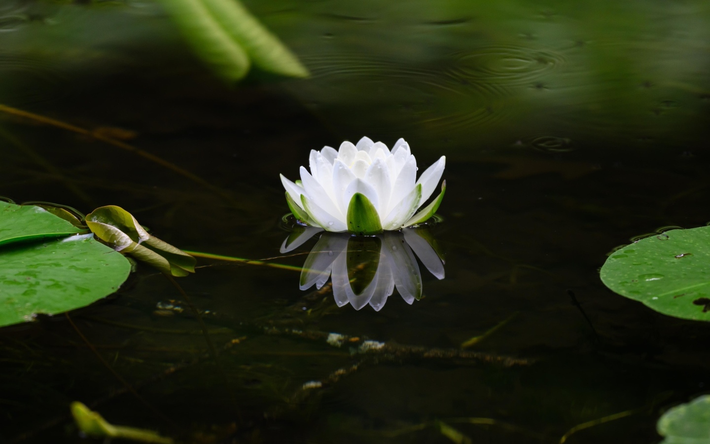 Белая водяная лилия в пруду