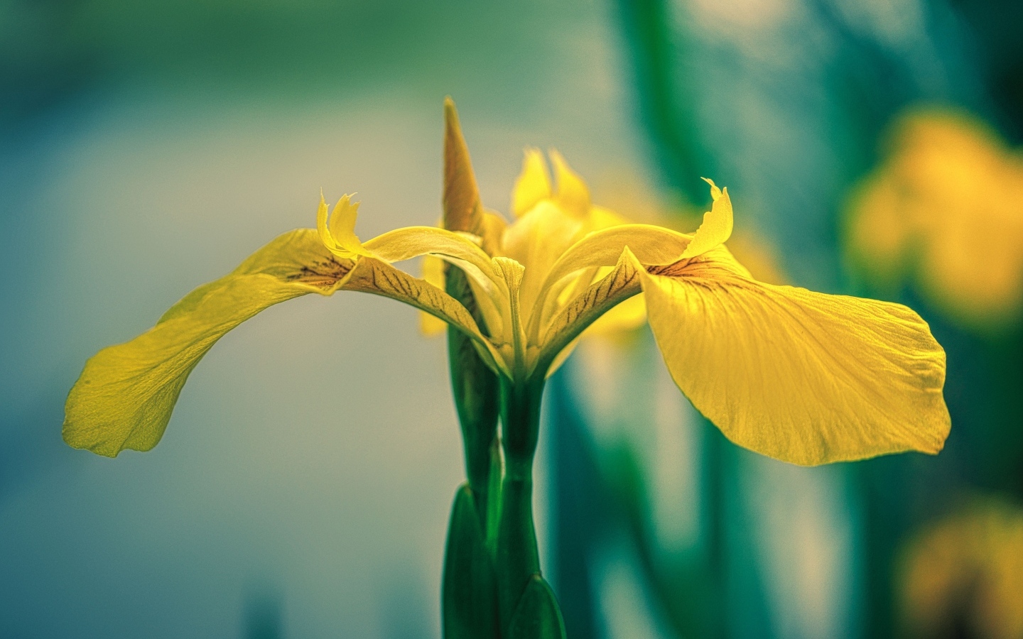 Желтый цветок ириса крупным планом