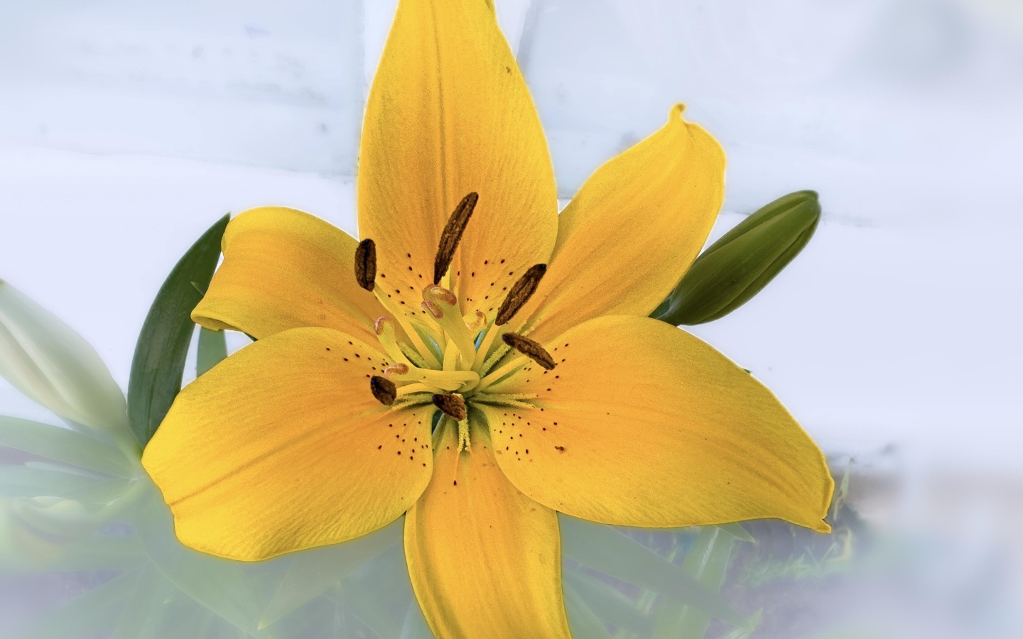 Желтый цветок лилии на прозрачном фоне