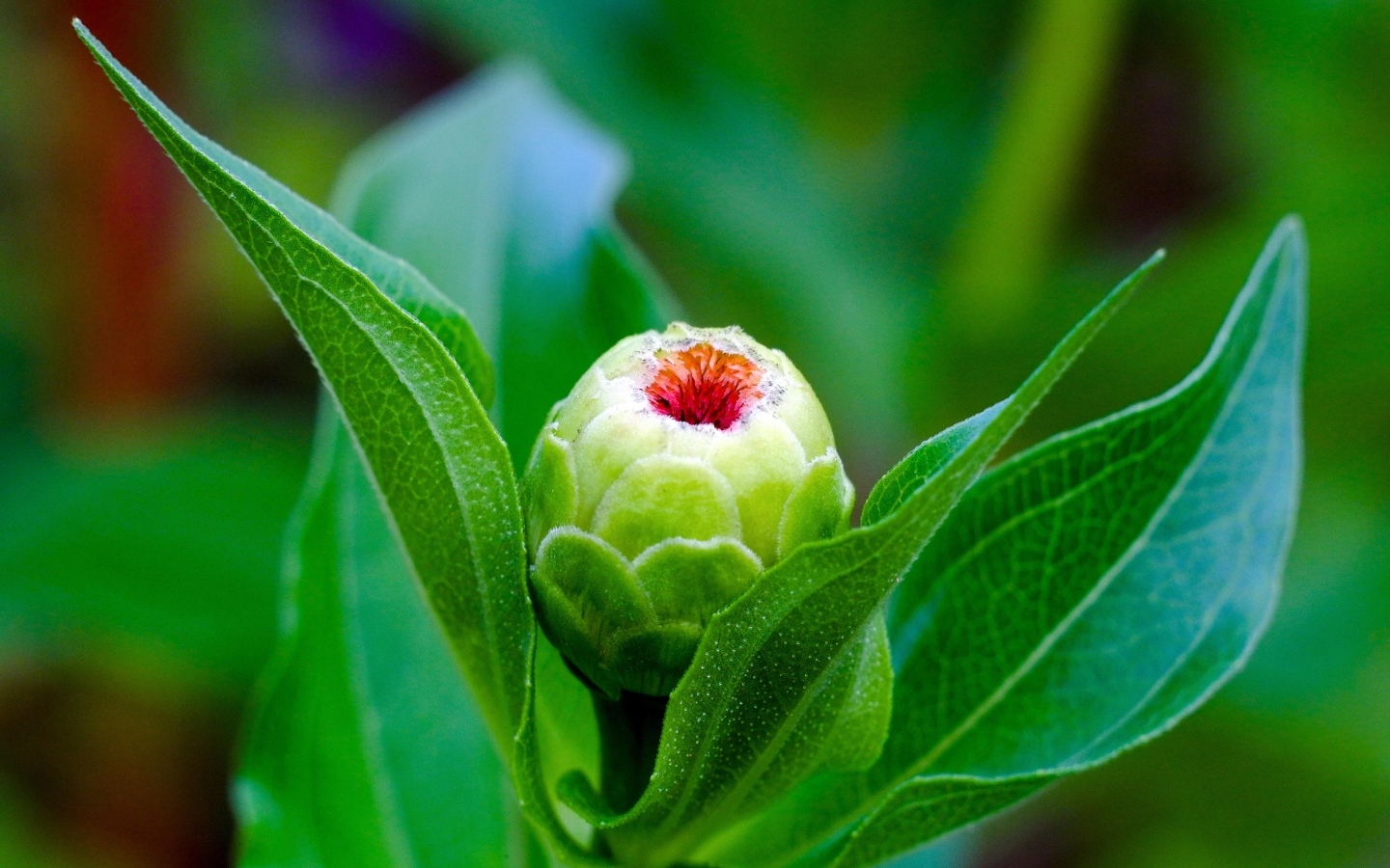 Бутон цветка циннии с зелеными листьями