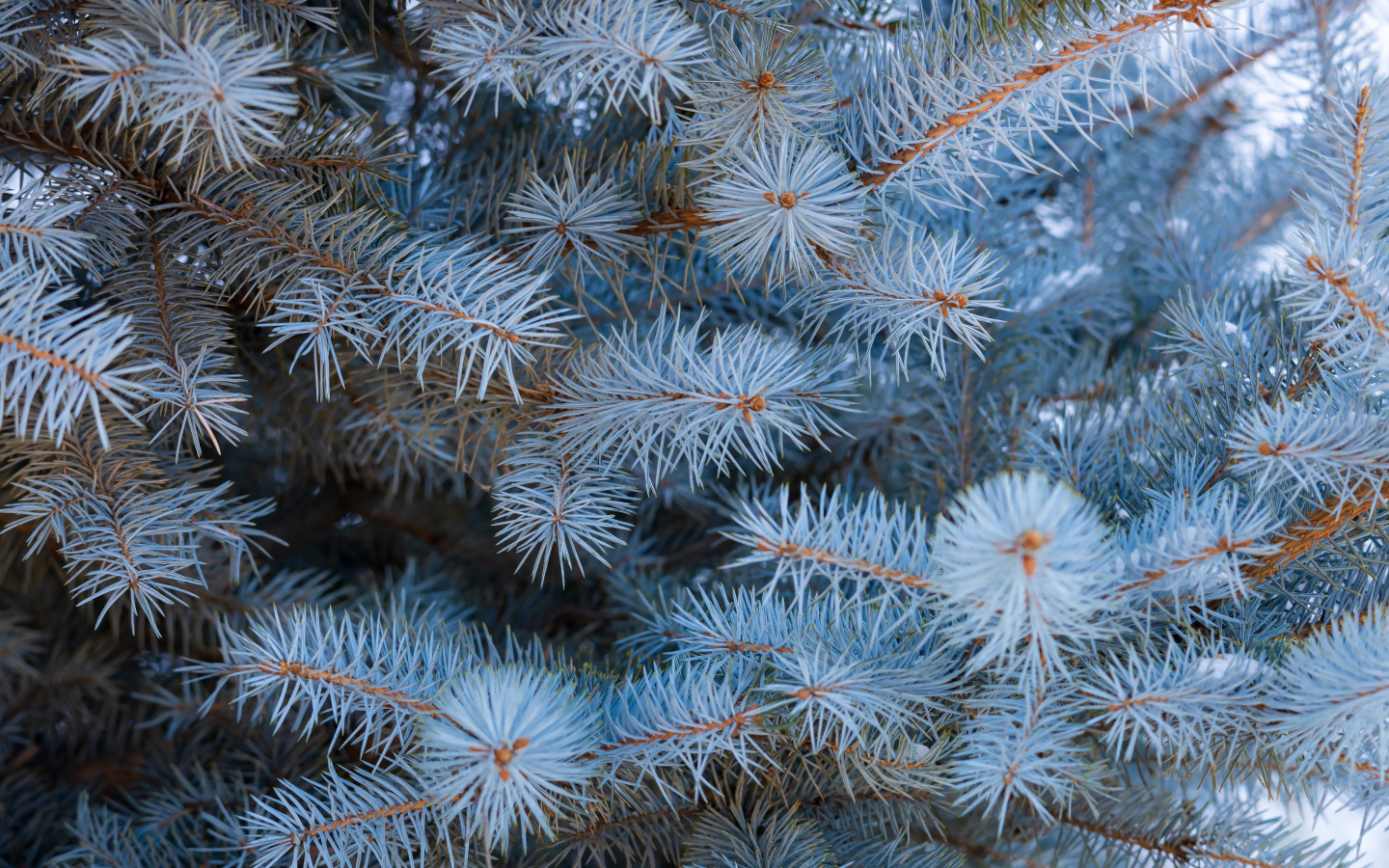 Ветки голубой ели крупным планом