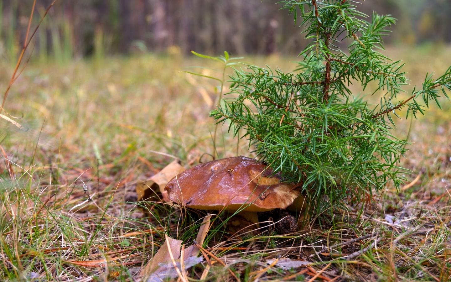 Большой гриб под молодым деревом в лесу