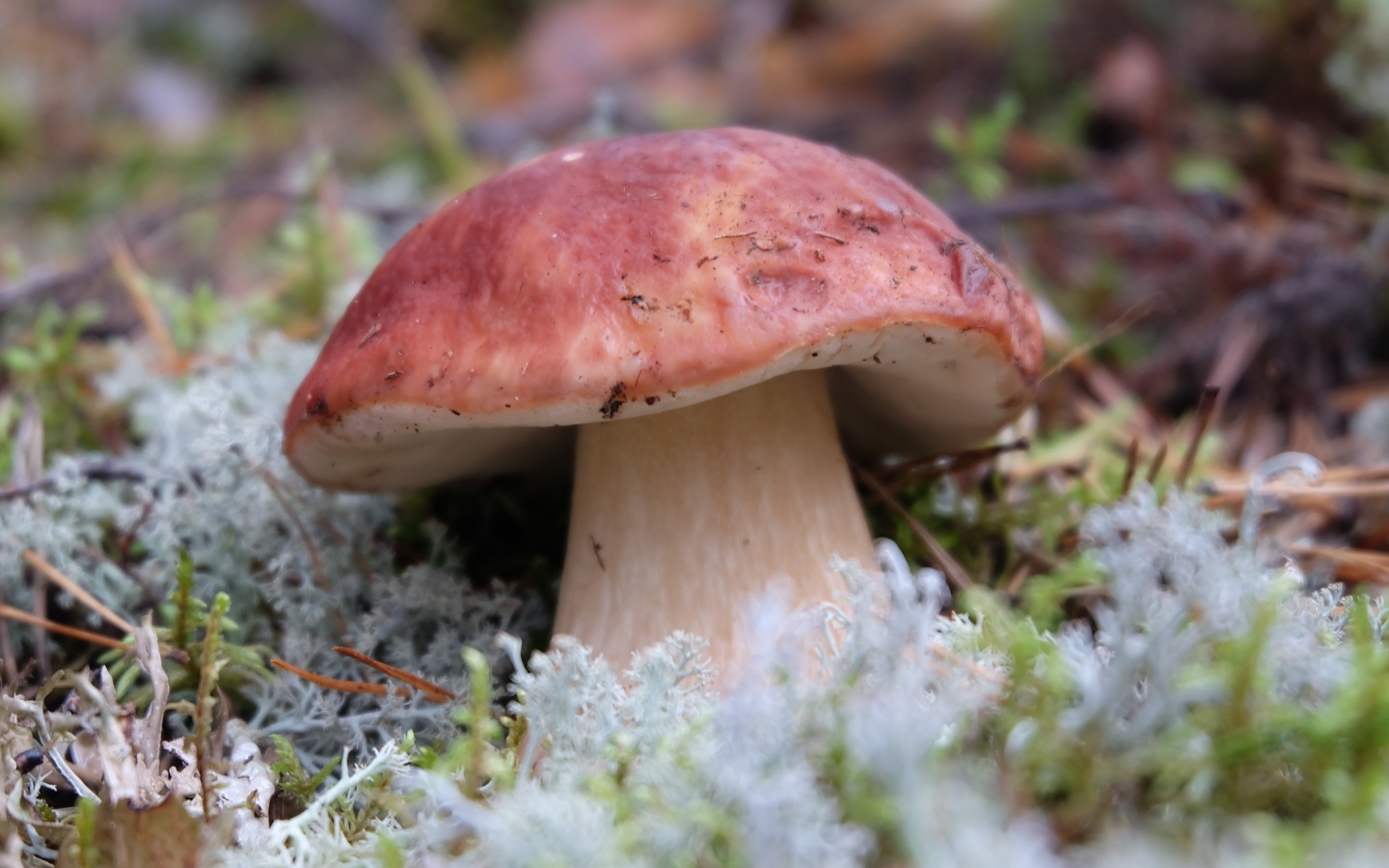 Большой гриб боровик во мху