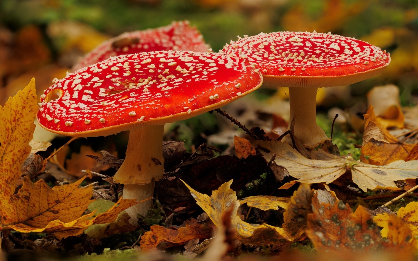 Большие красные мухоморы в осенней листве в лесу