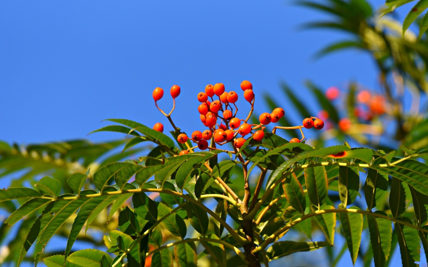 Красные ягоды рябины в зеленых листьях