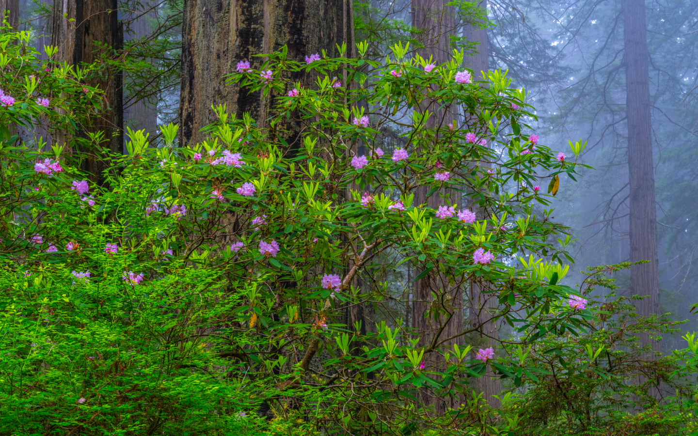 Деревья с розовыми цветами в лесу