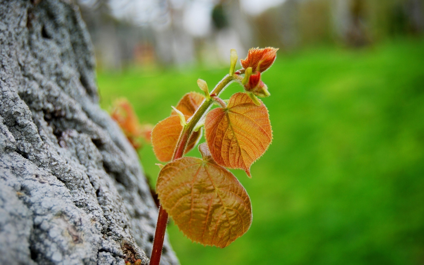 Молодая веточка с листьями на дереве
