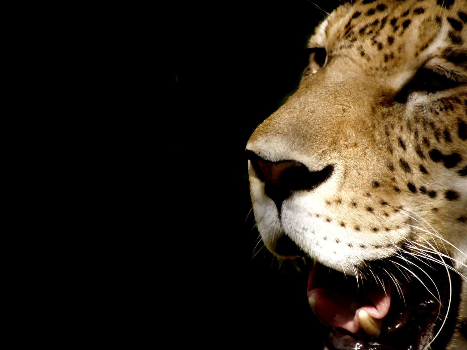 Морда леопарда