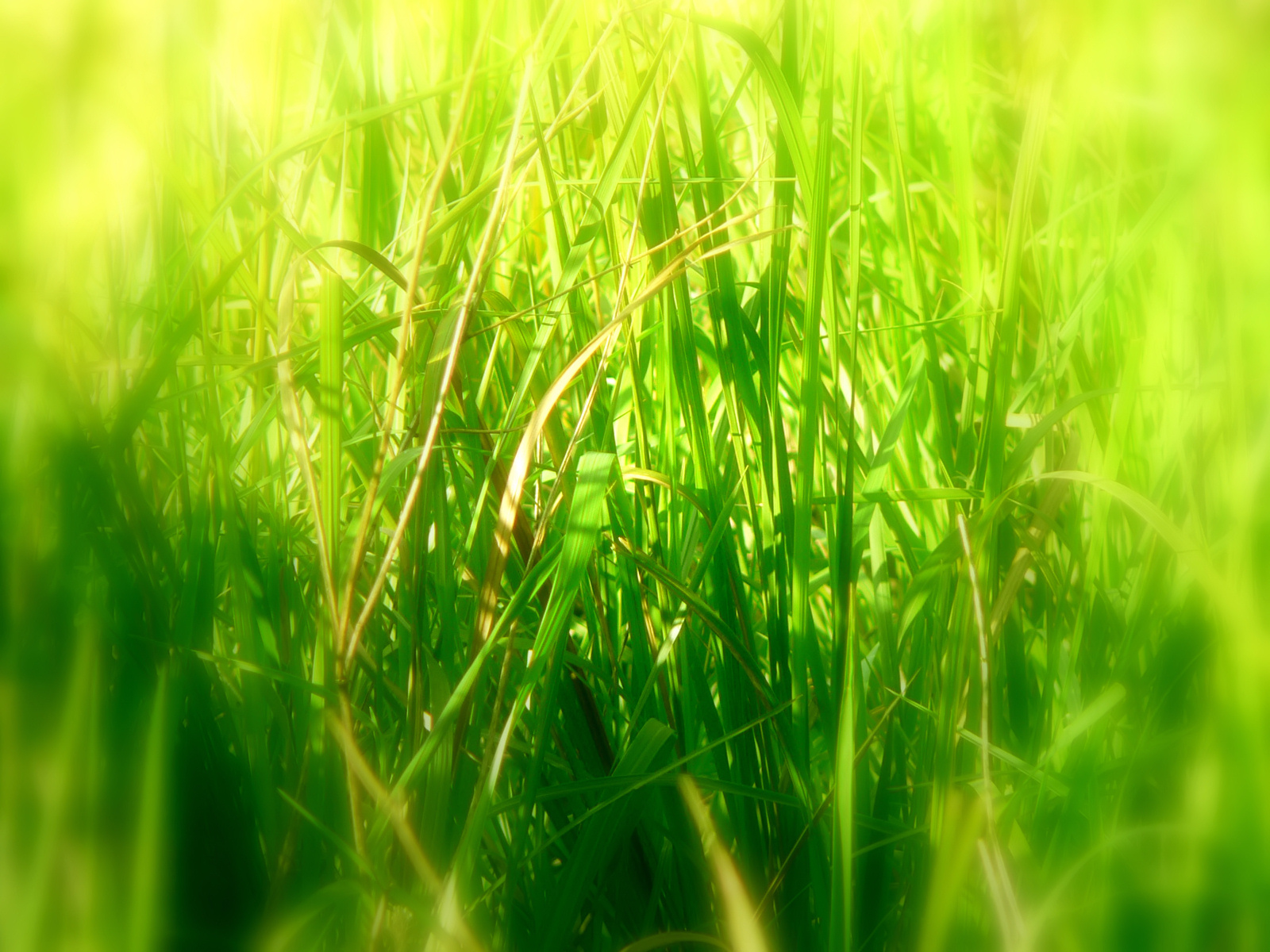 Deep grass