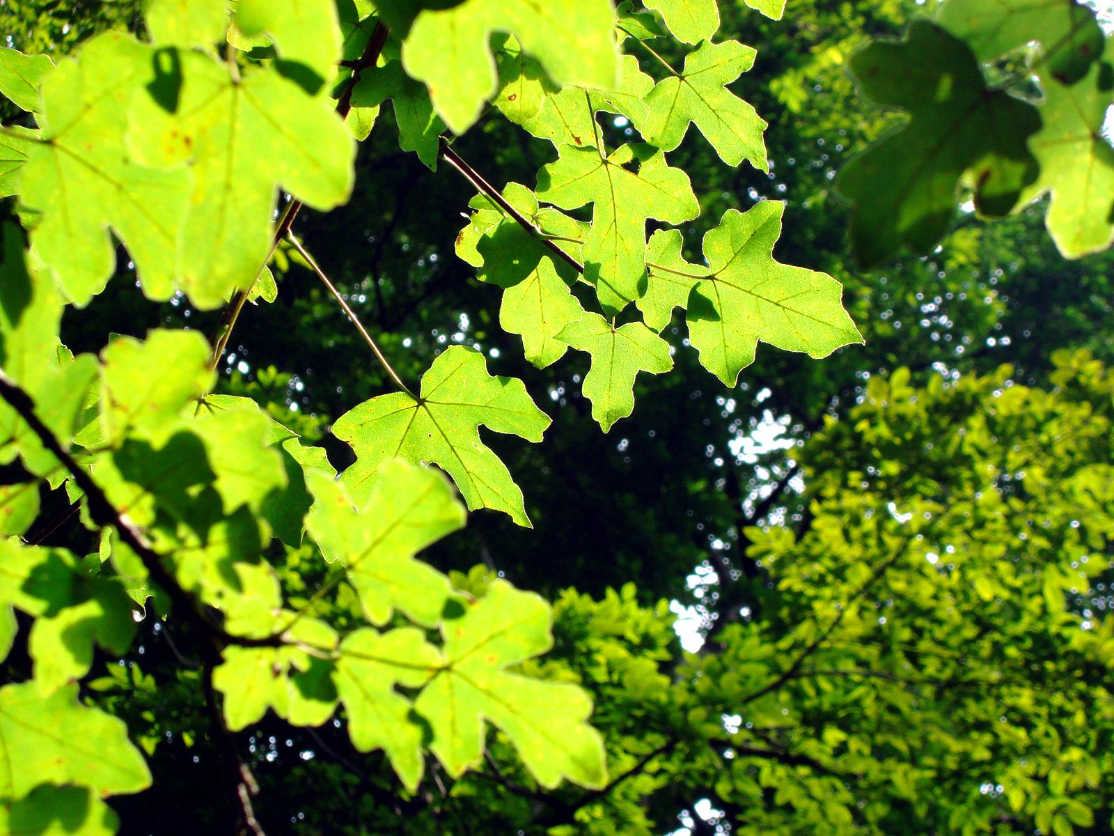 -зеленые листья - обои для рабочего стола, картинки, фото
