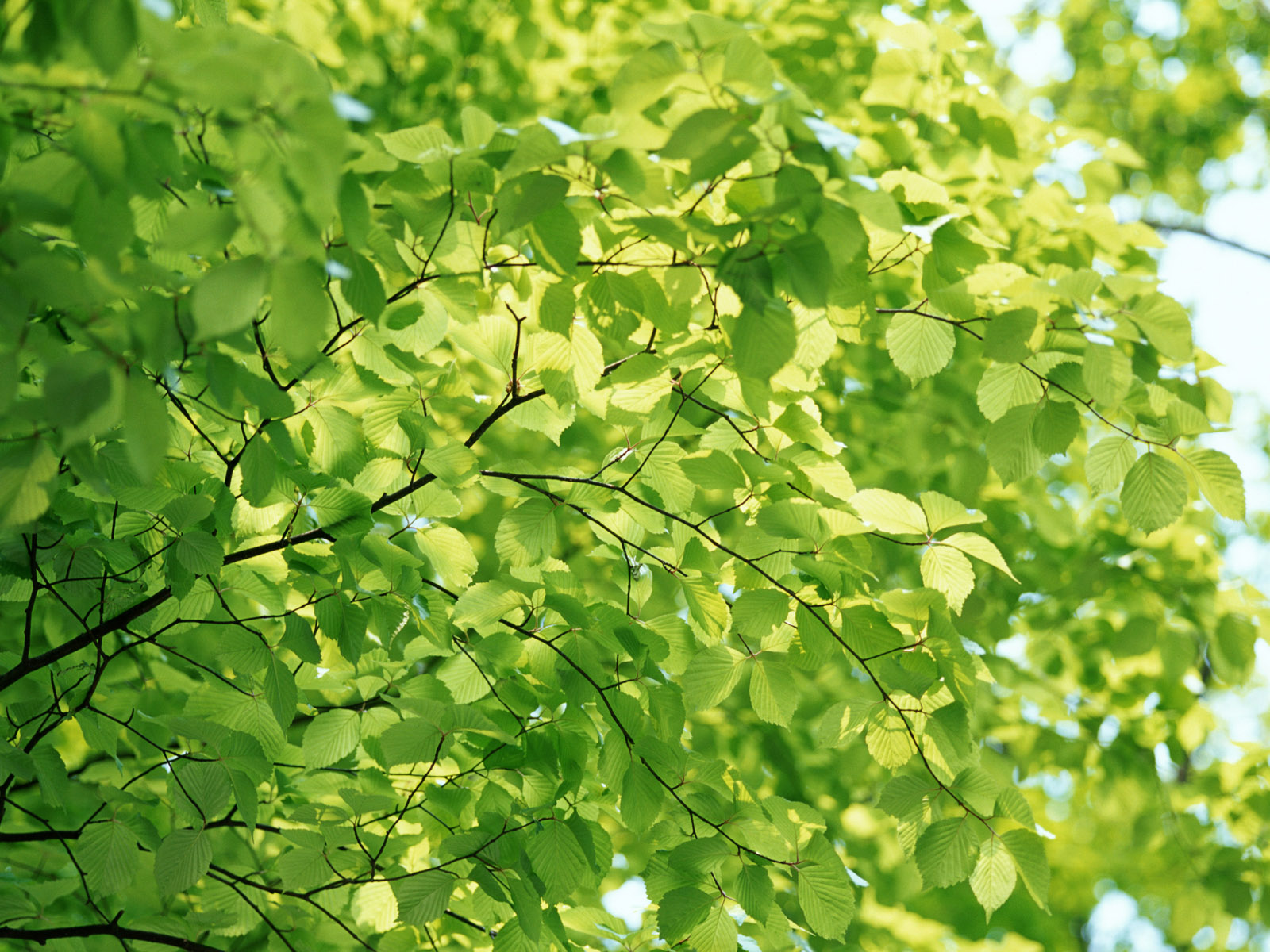 Зеленеет березка. Берёза мелколистная. Листва деревьев. Зеленый лист. Фон листва.