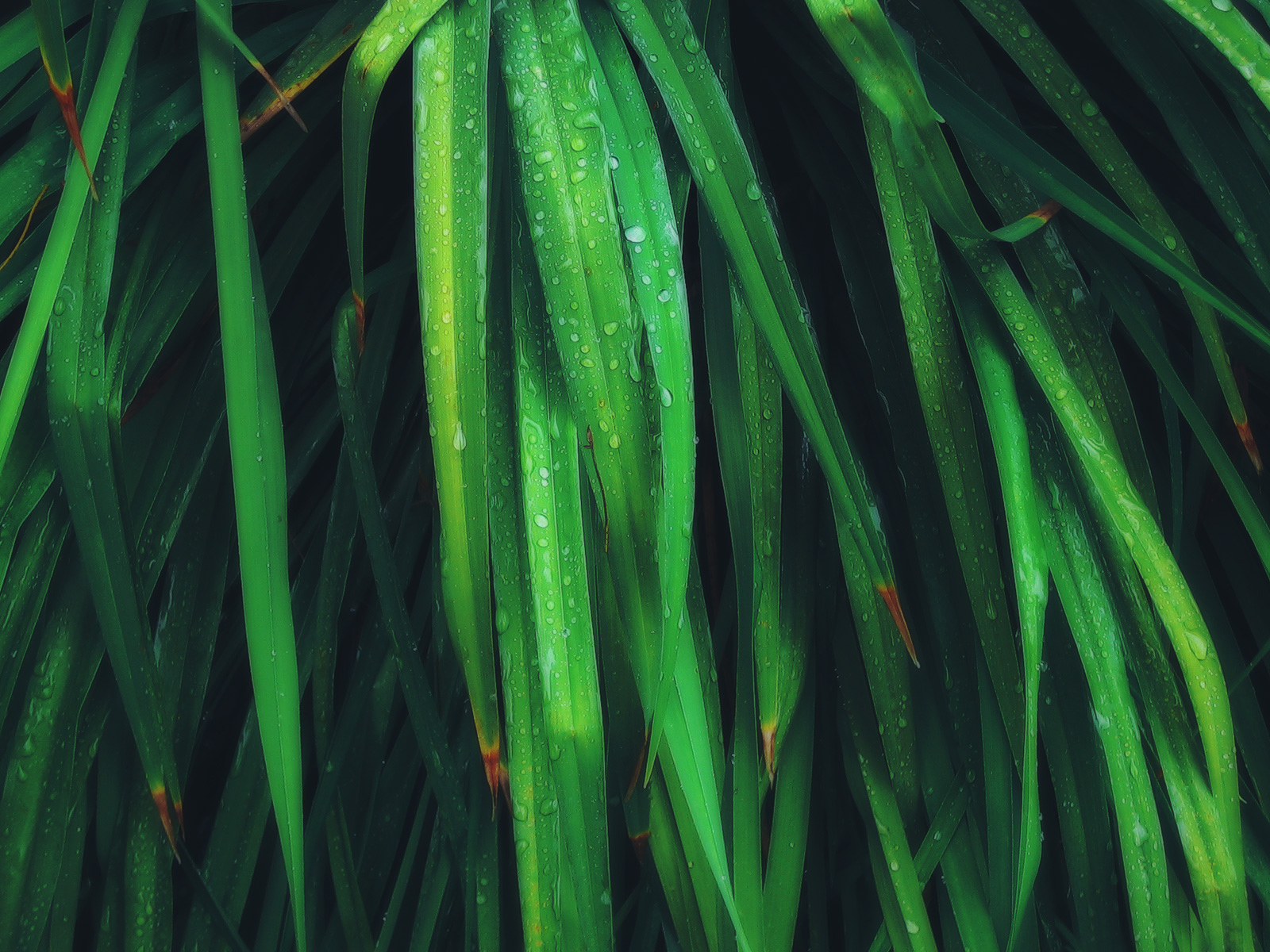 Умирающие листья