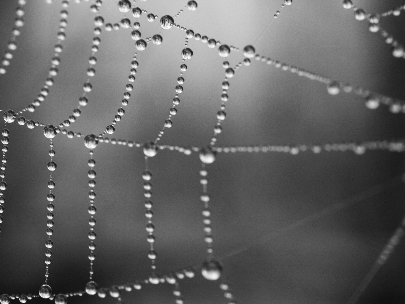 Серая паутина