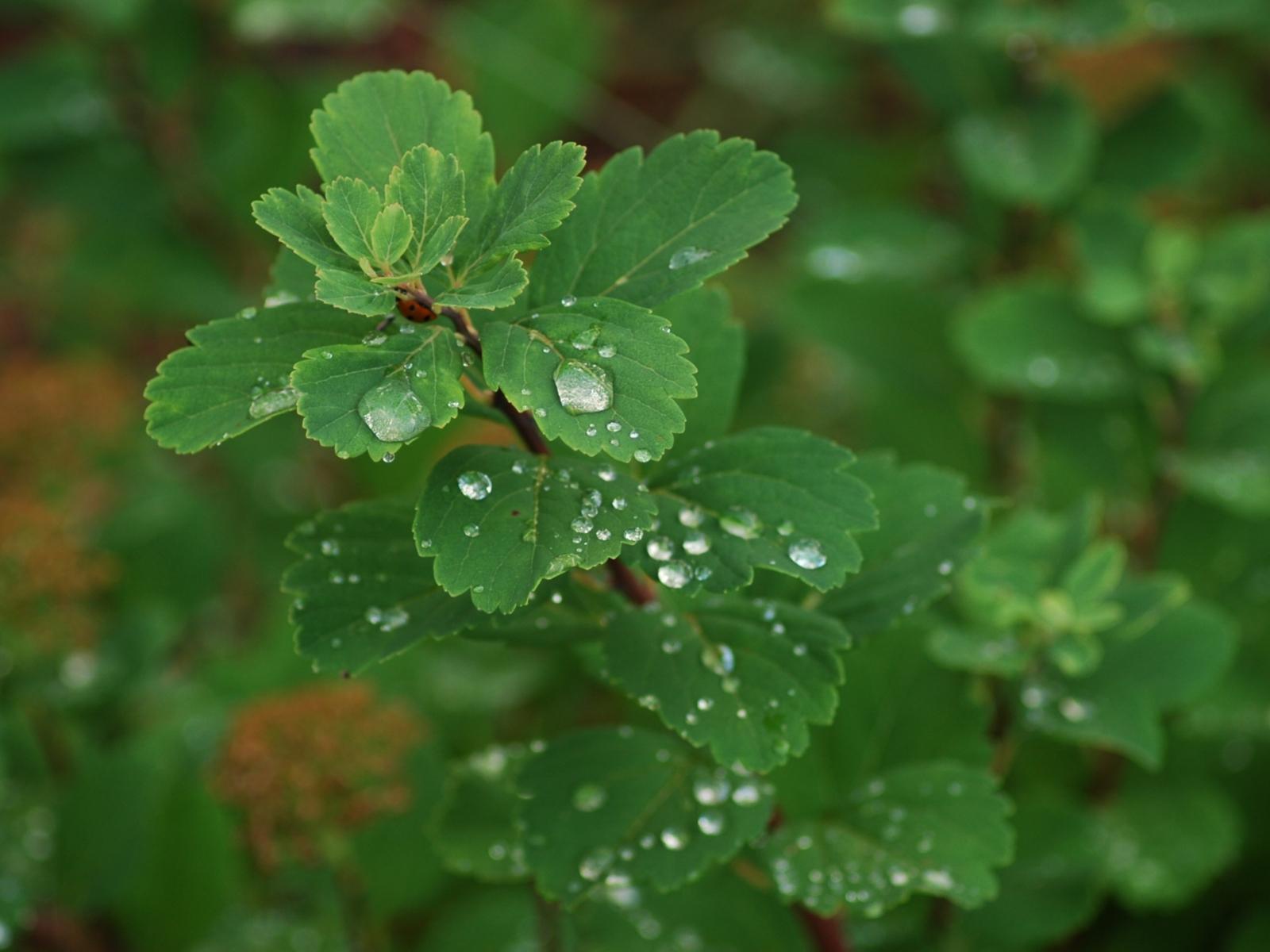 Роса на листьях