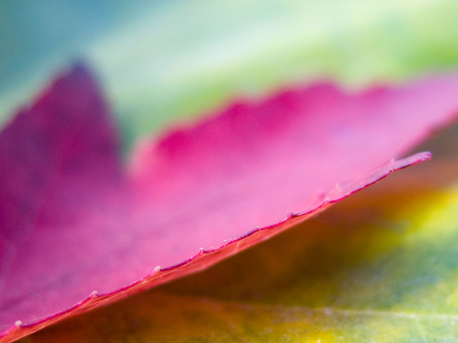 Розовый лист