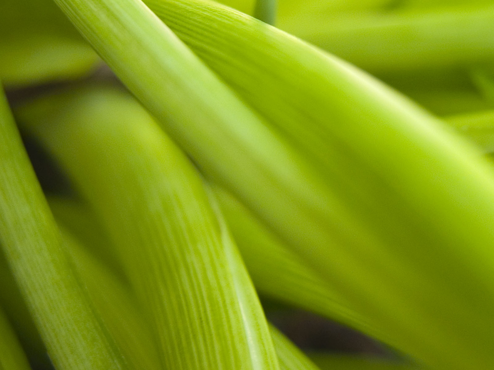 Широкие Светло-зеленые листья