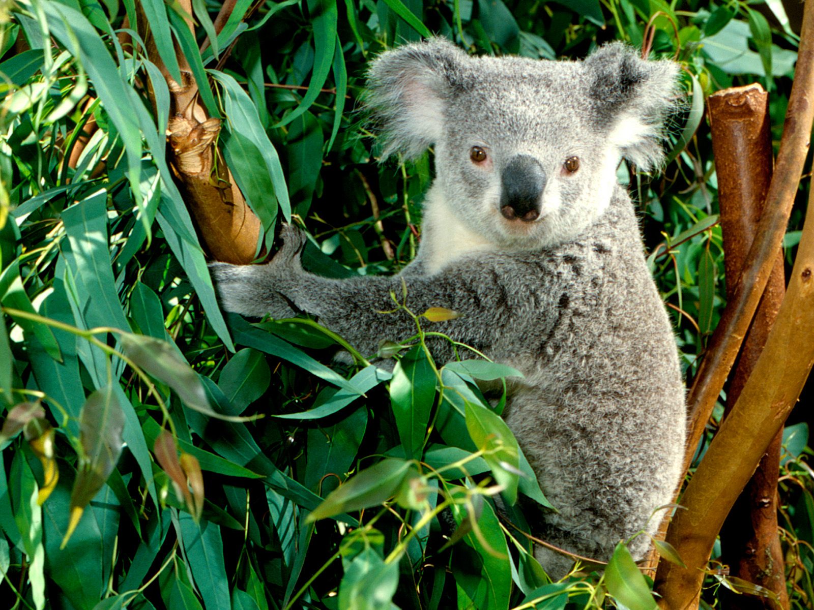 Коала живет в австралии. Коала в Австралии. Коала сумчатое. Австралия фауна коала. Эвкалипт в Австралии с коалой.