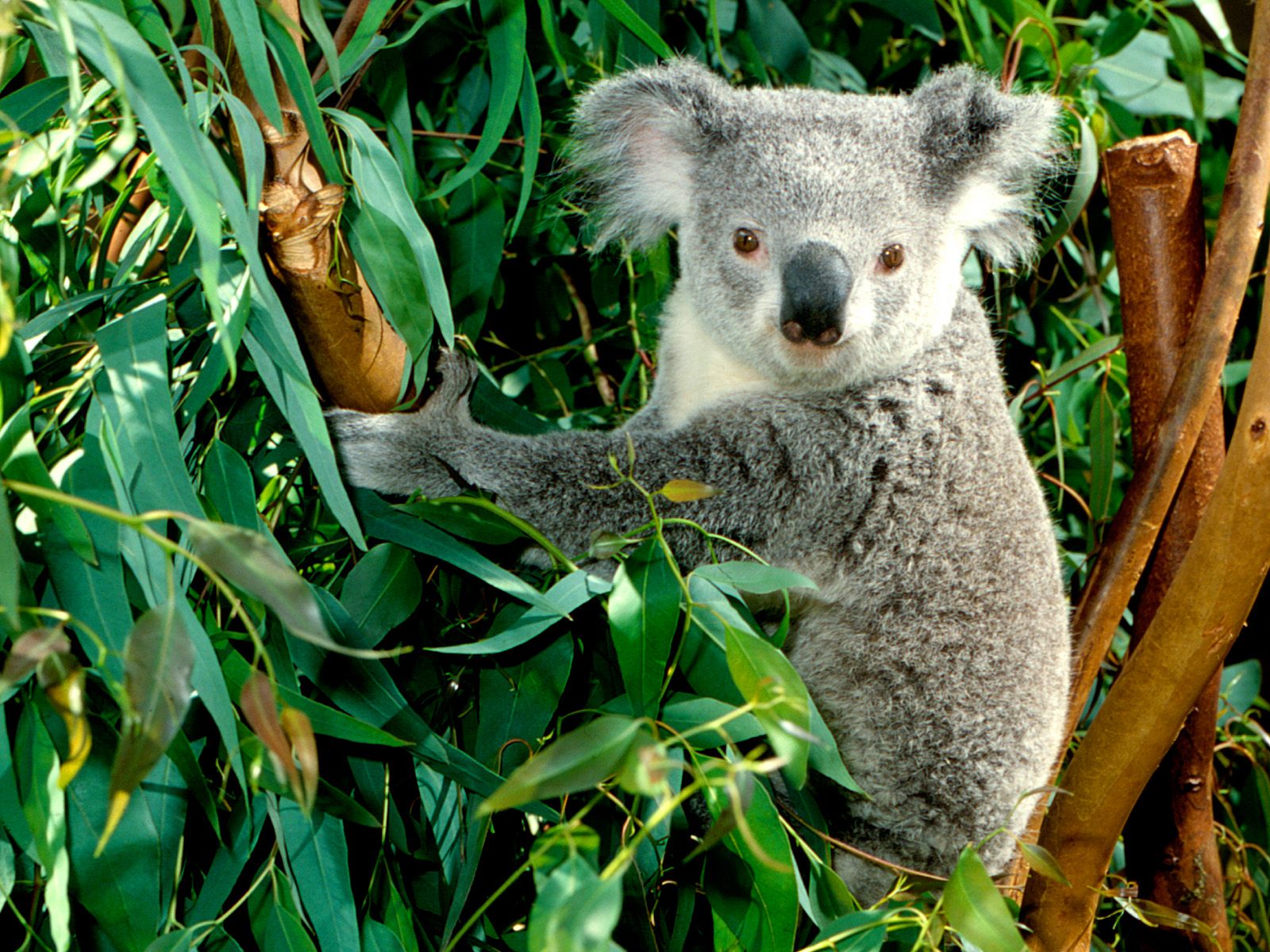 Koala / Australia