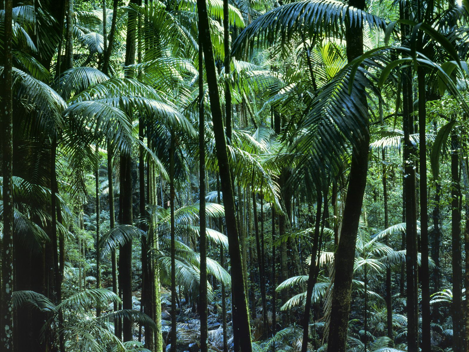 Tamborine park