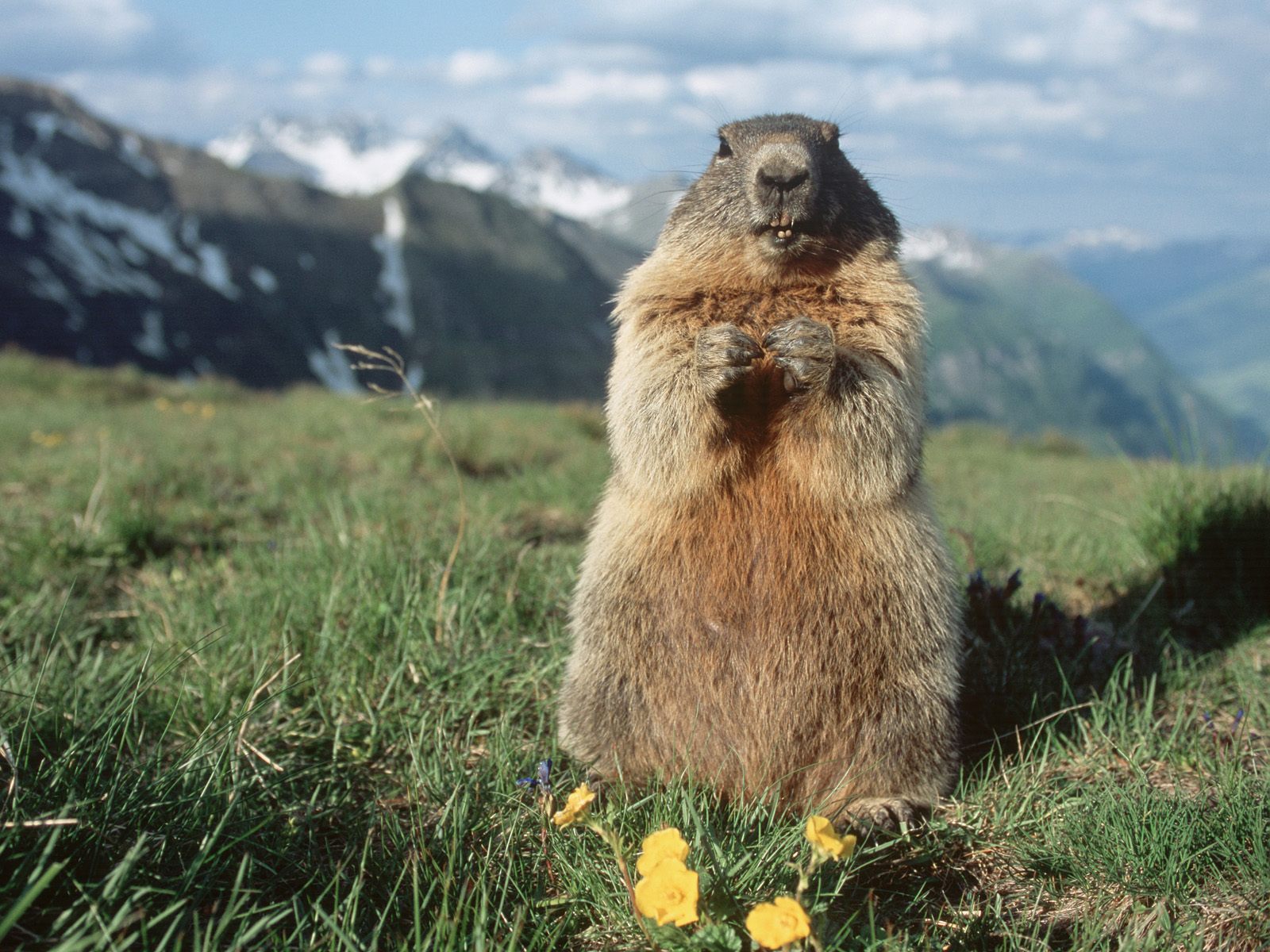 Alpine Marmot, Hohe Tauern