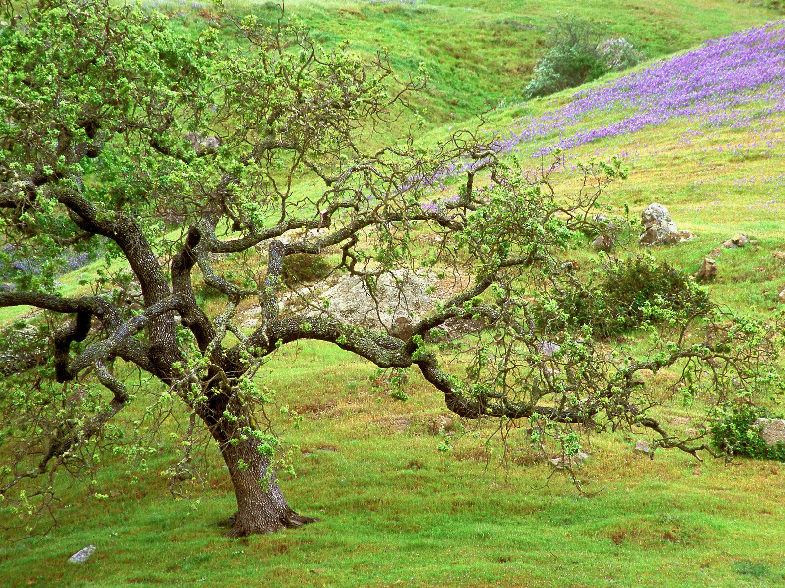 Дуб / Ручей Санта Розы / Калифорния / США
