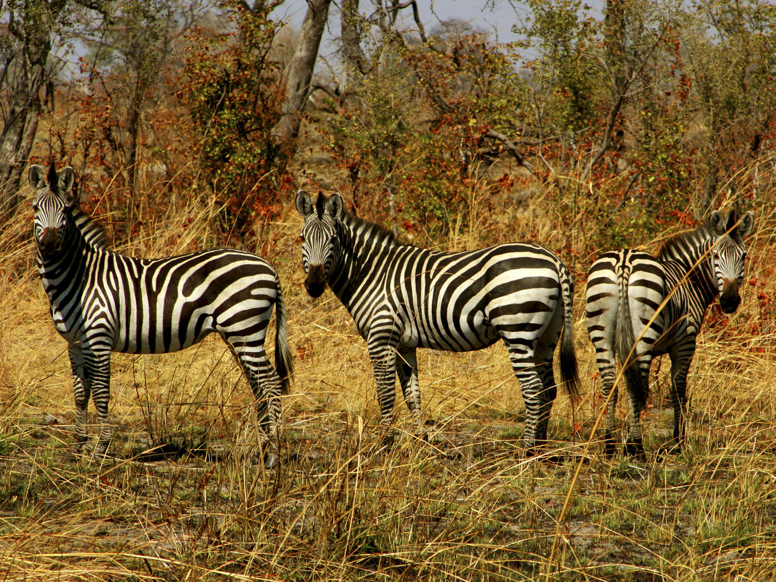 Семейство зебр