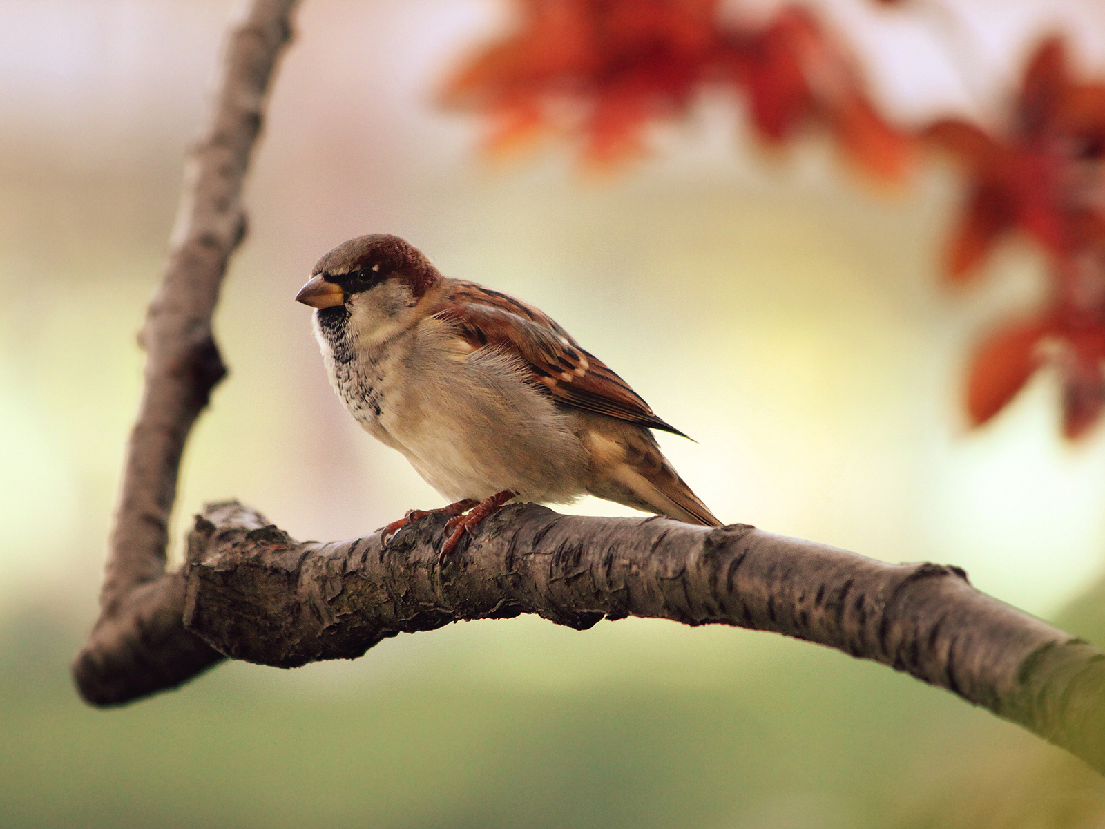 Птица на ветке