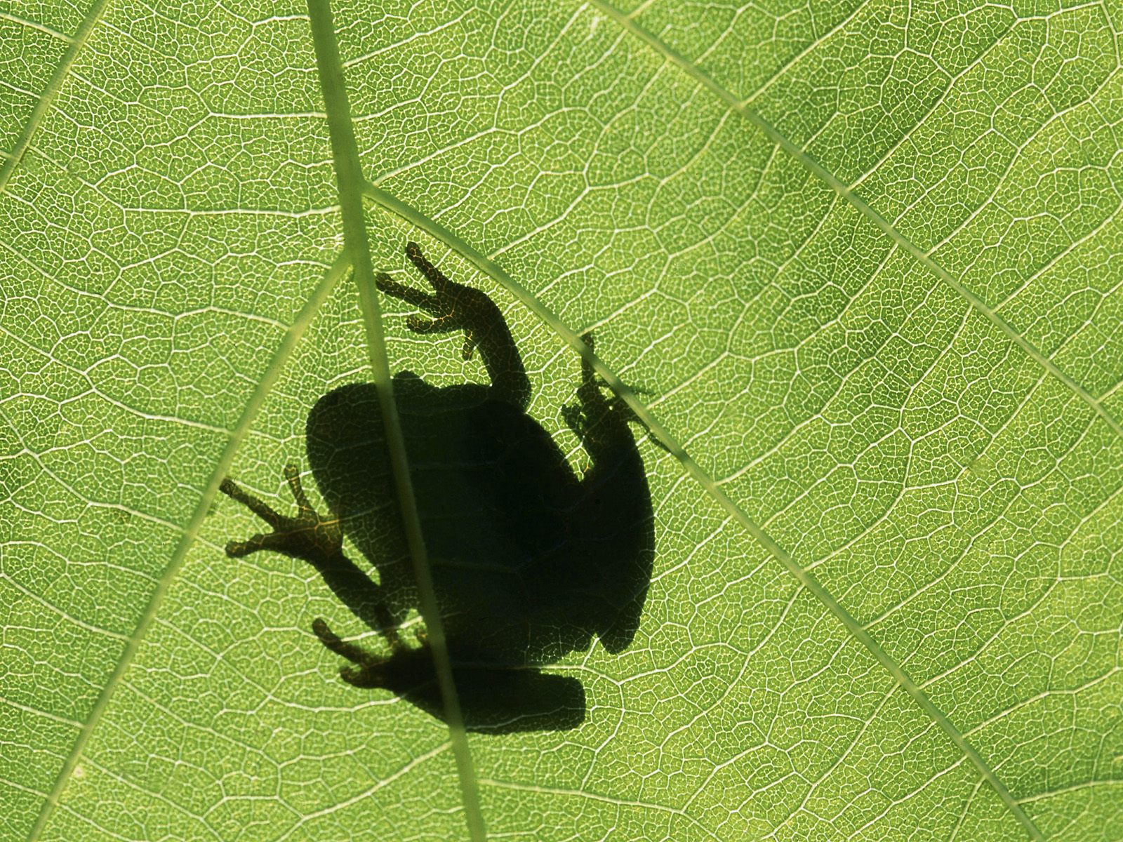 Frog on leaf