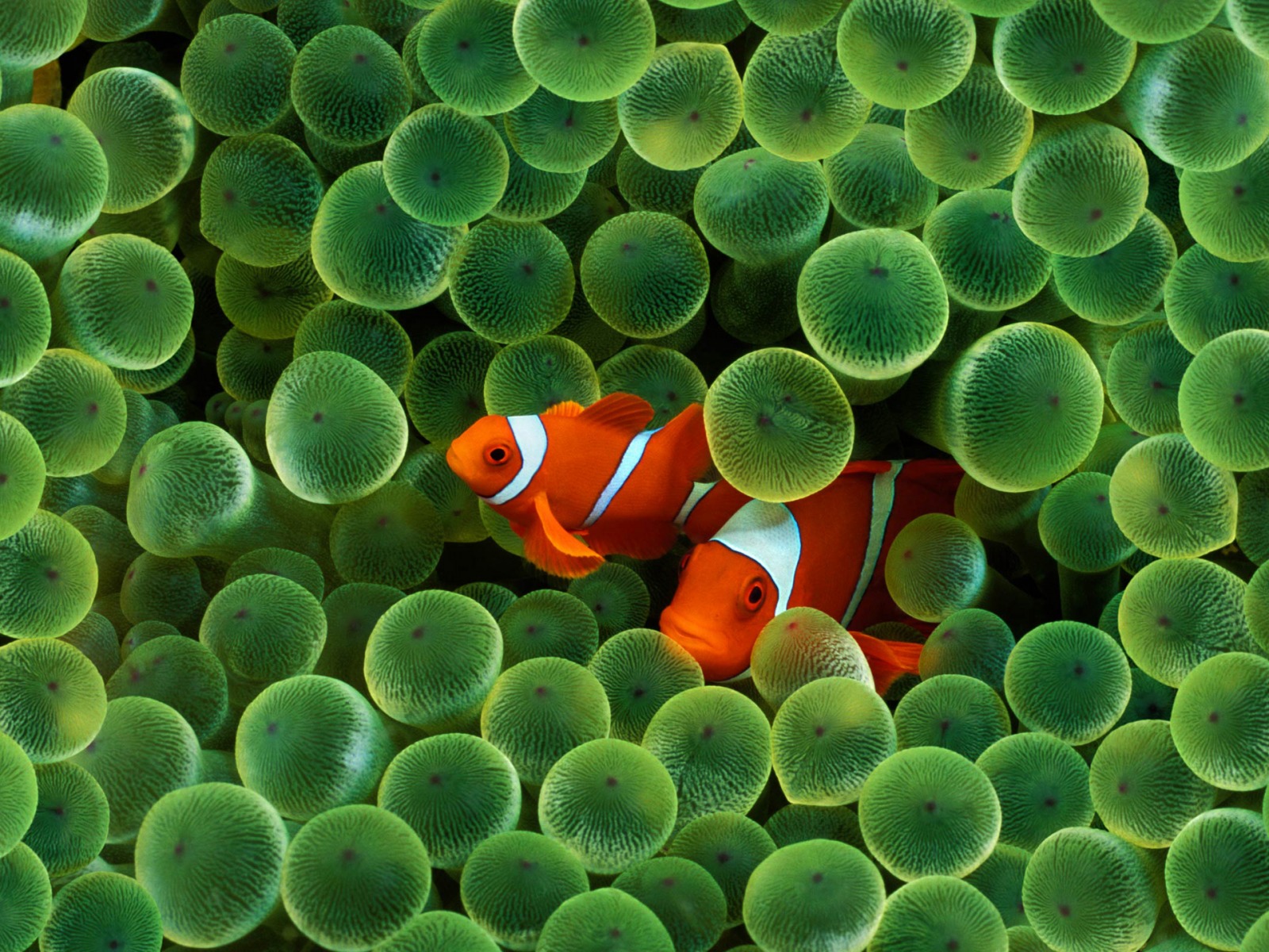 Clown Fish iPhone
