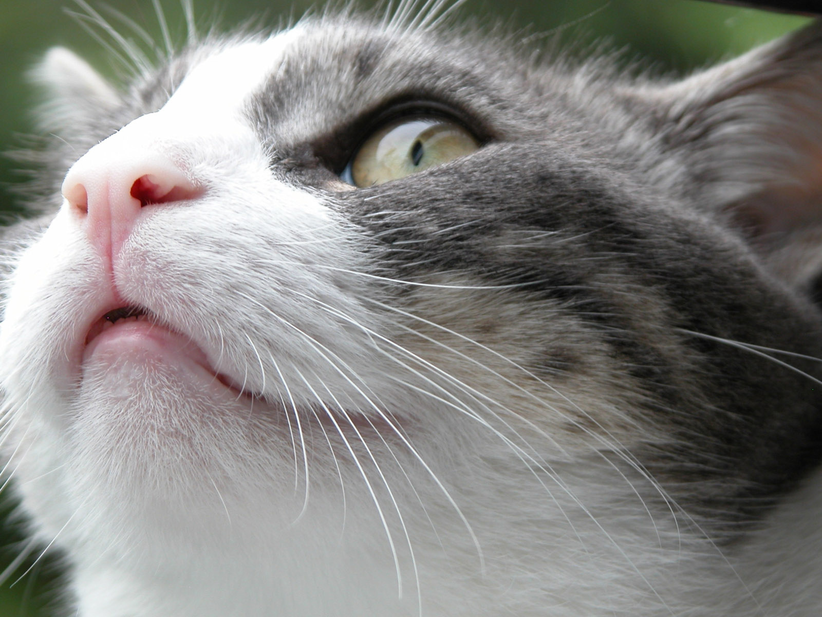 Злой Борис кот