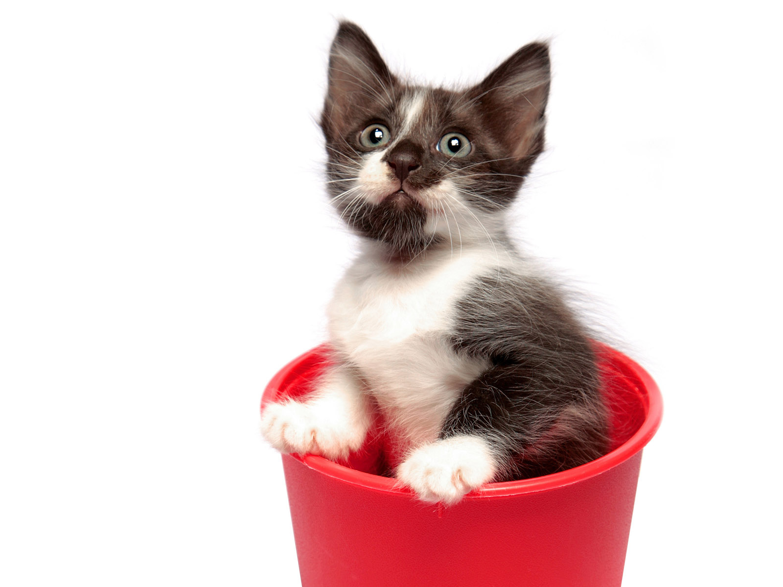 Котенок в горшке