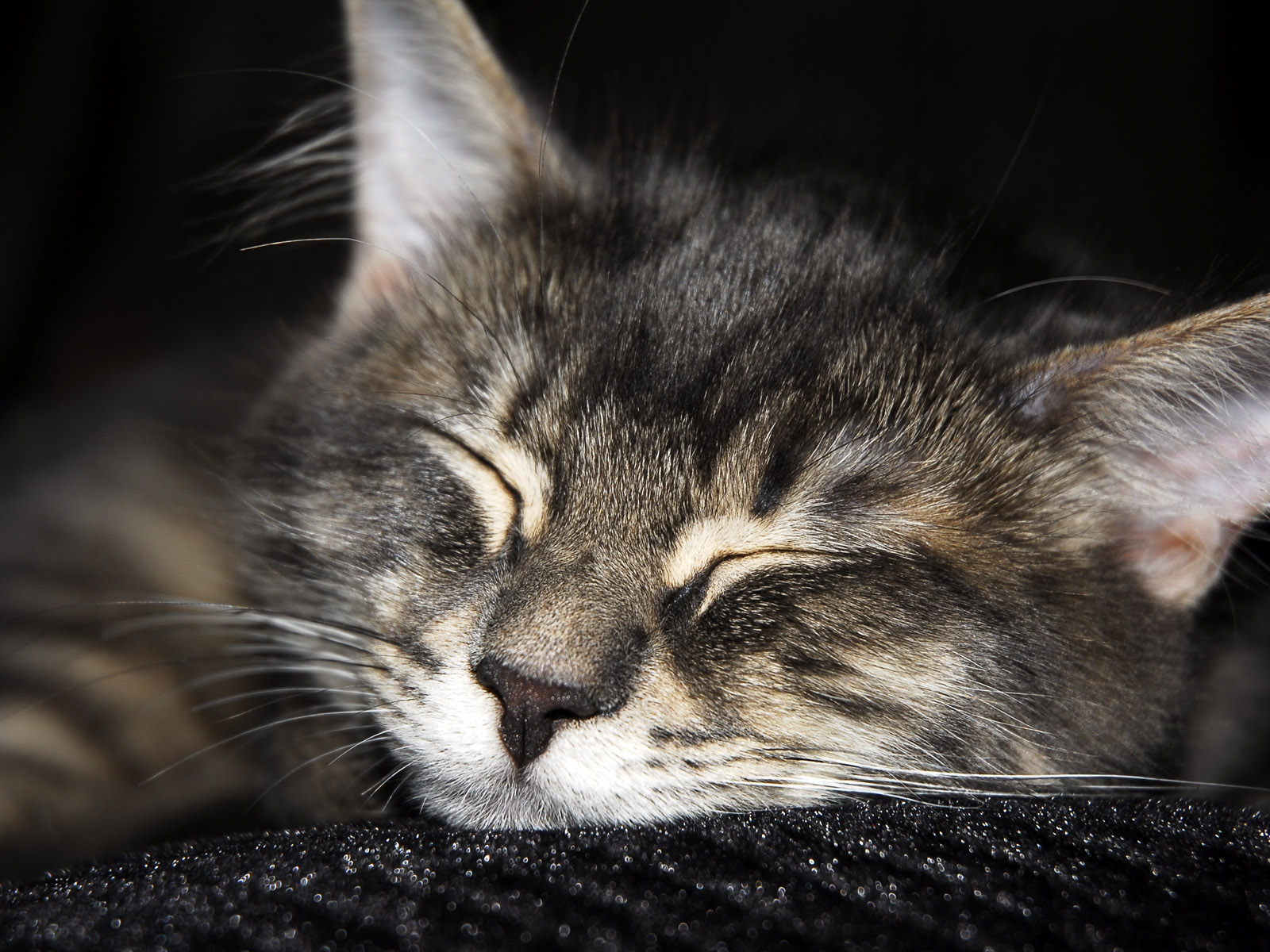 Спящий мохнатый друг