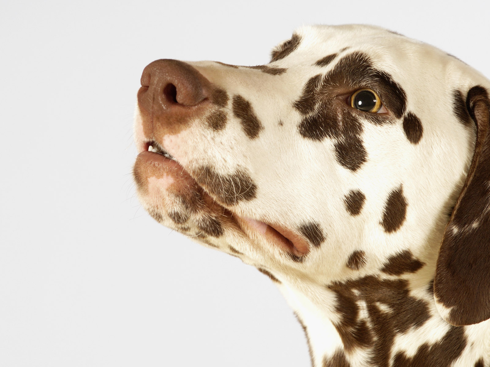 Далматинец