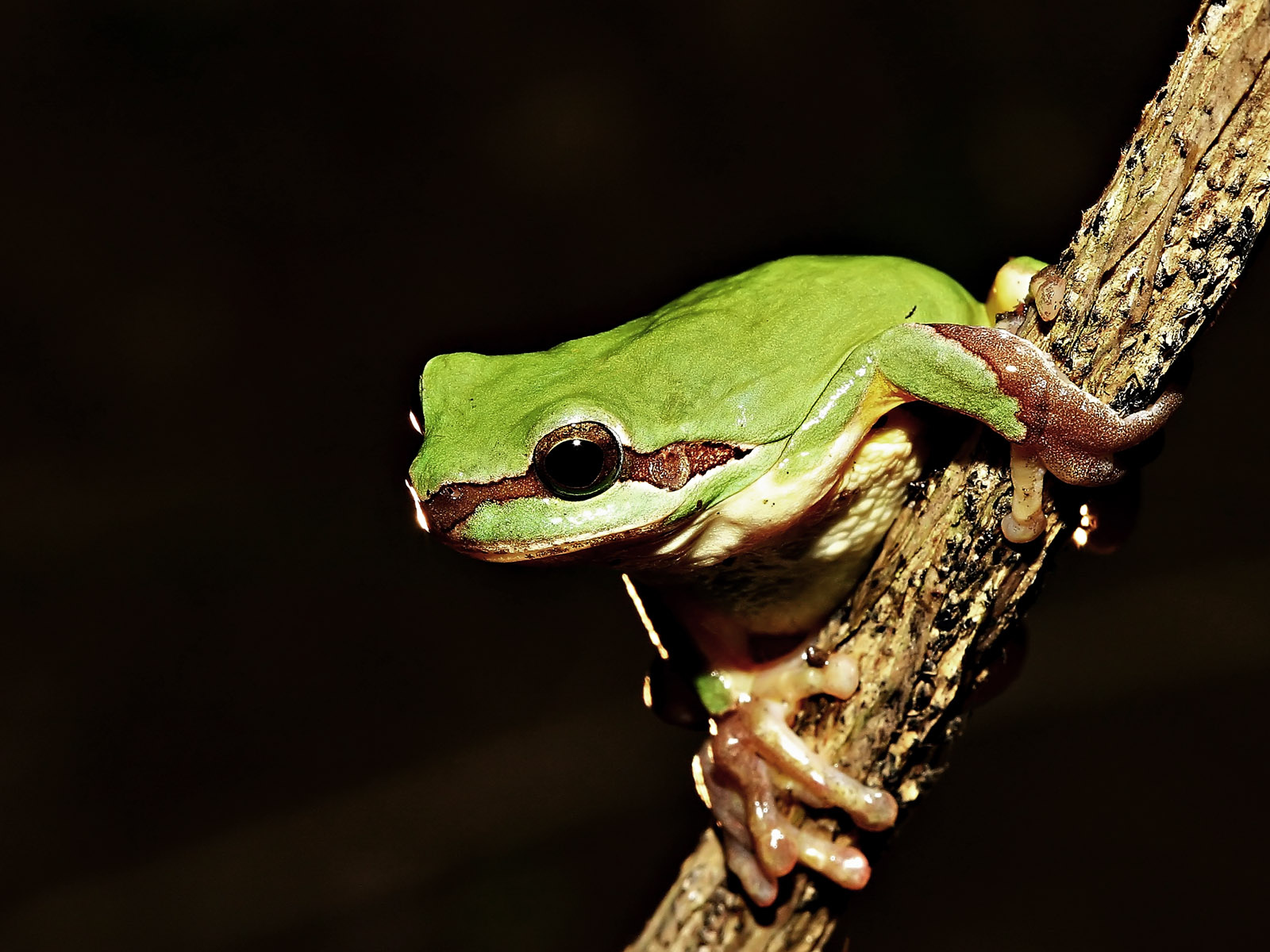 Green frog